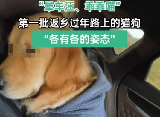 第一批回家过年的猫狗已经在路上了,引发社会关注