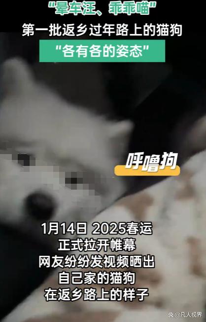 95eef01f3a292df5d5dda82c57441a6f34a87375.jpeg@f_auto 第一批回家过年的猫狗已经在路上了,引发社会关注